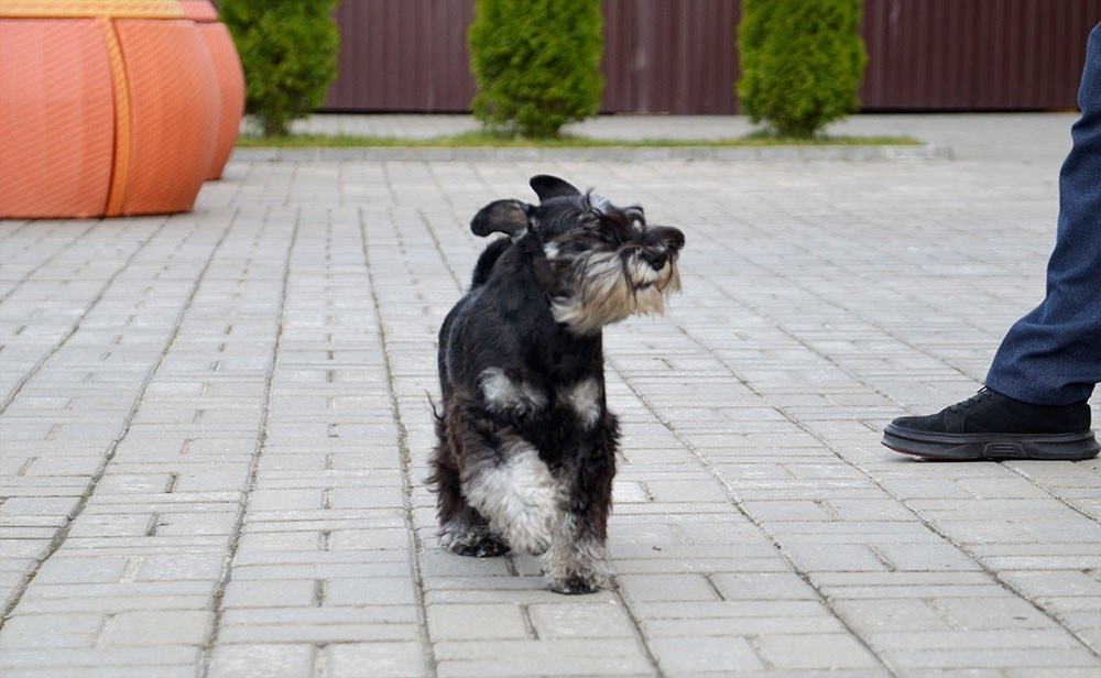 Питомник Делинсо Бэлэнс, щенки цвергшнауцера, купить щенка цвергшнауцера, питомник цвергшнауцеров, кобель цвергшнауцера для вязки, щенок цвергшнауцера, питомник цвергшнауцеров, черный с серебром, цверг, лучший питомник в беларуси