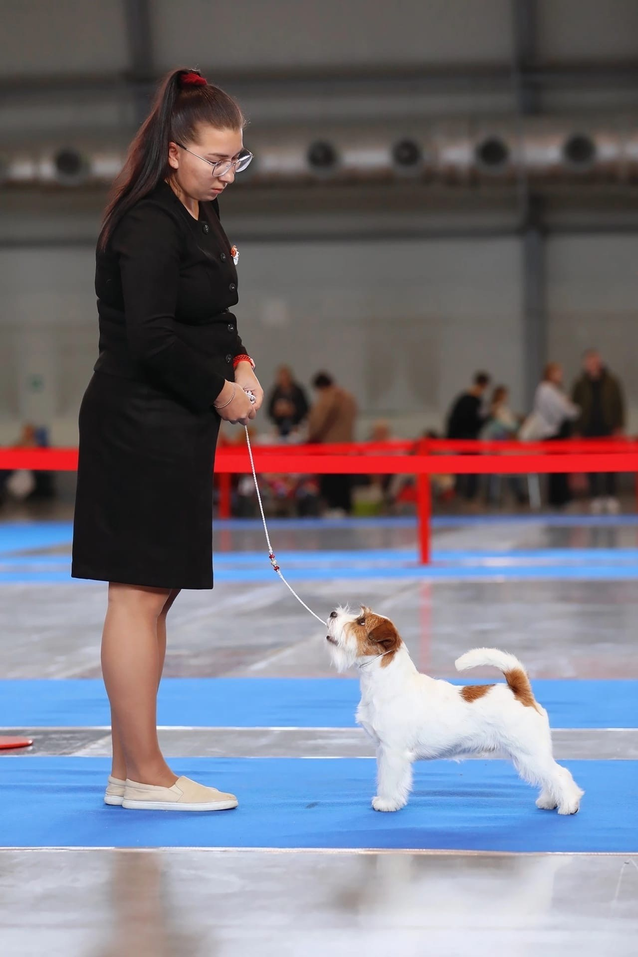 Lovely-Orange Kaizer. Lovely-Orange питомник джек рассел терьеров