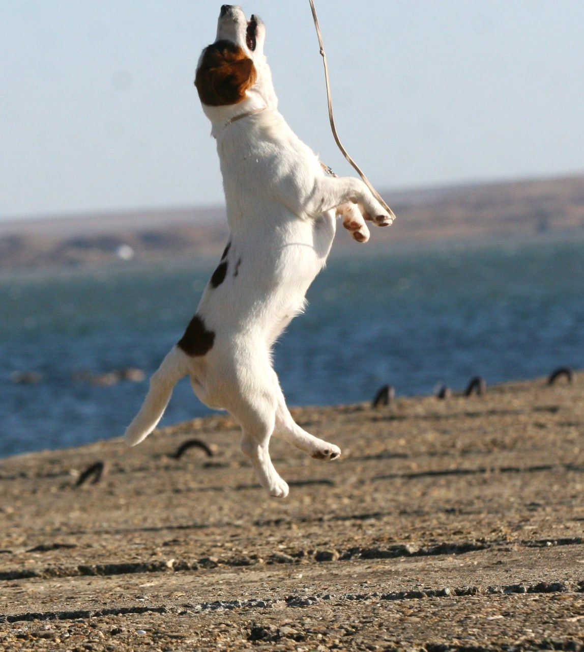 Lovely-Orange Avrora. Lovely-Orange питомник джек рассел терьеров