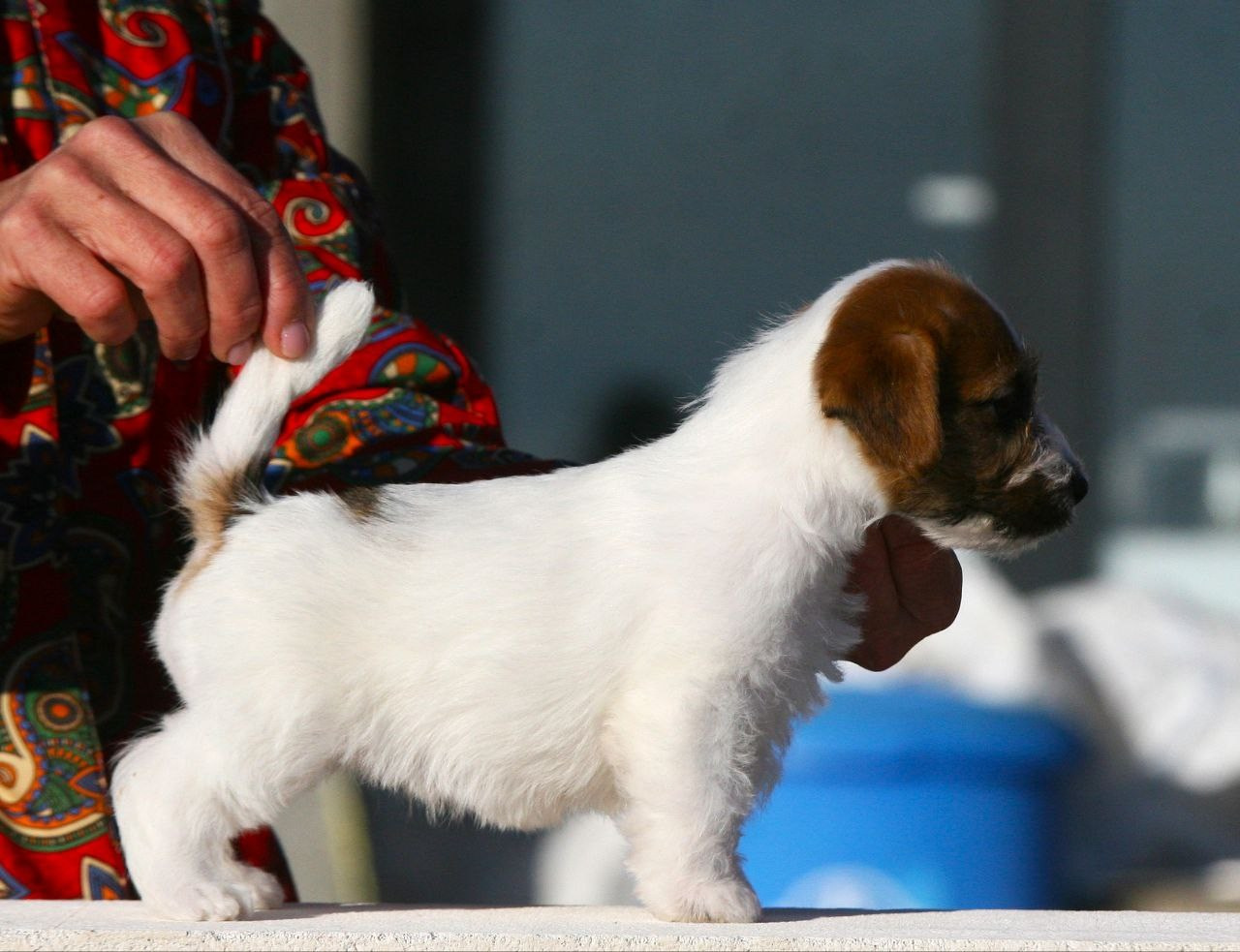 Сука 2. Lovely-Orange питомник джек рассел терьеров