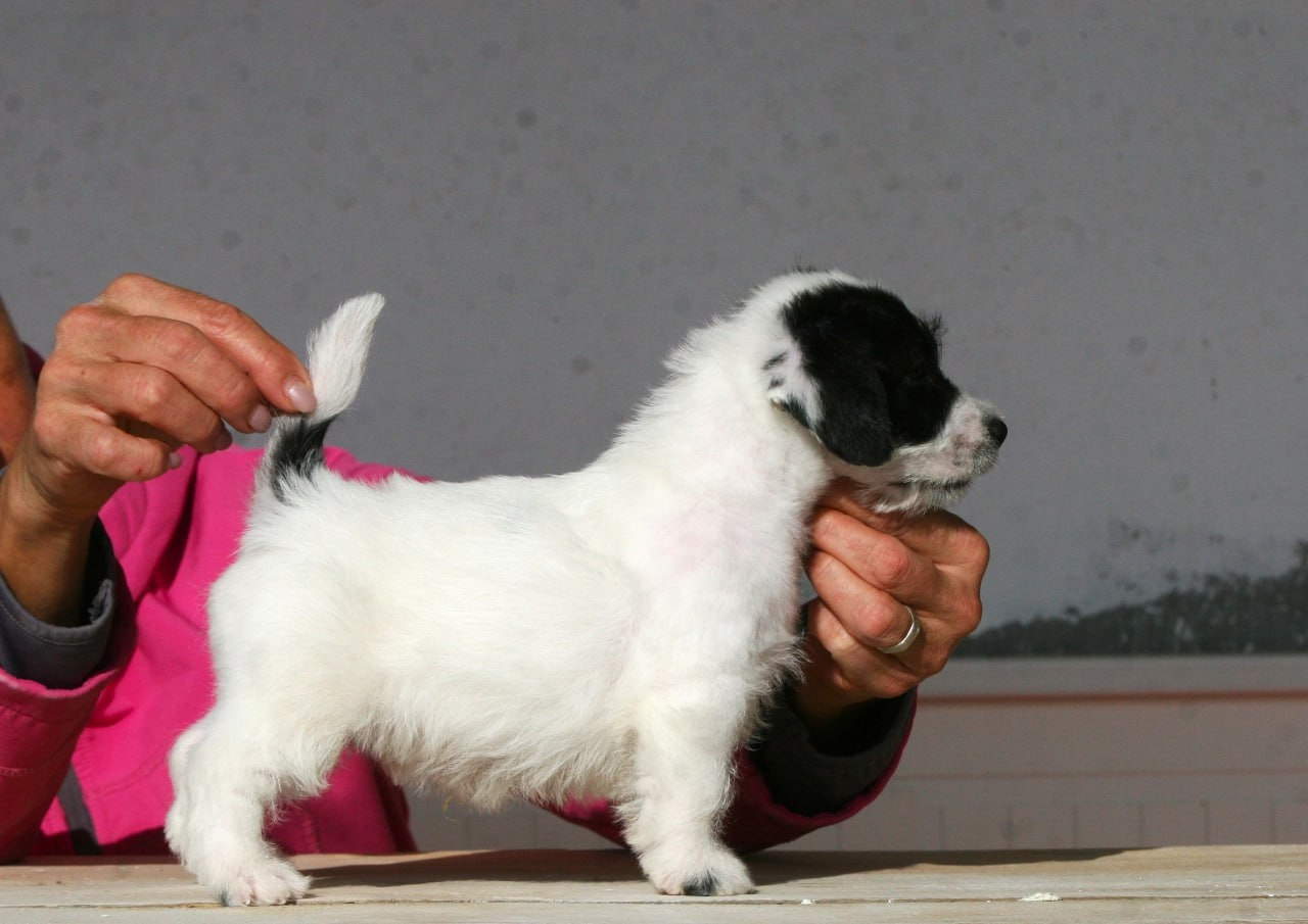 Кобель. Lovely-Orange питомник джек рассел терьеров