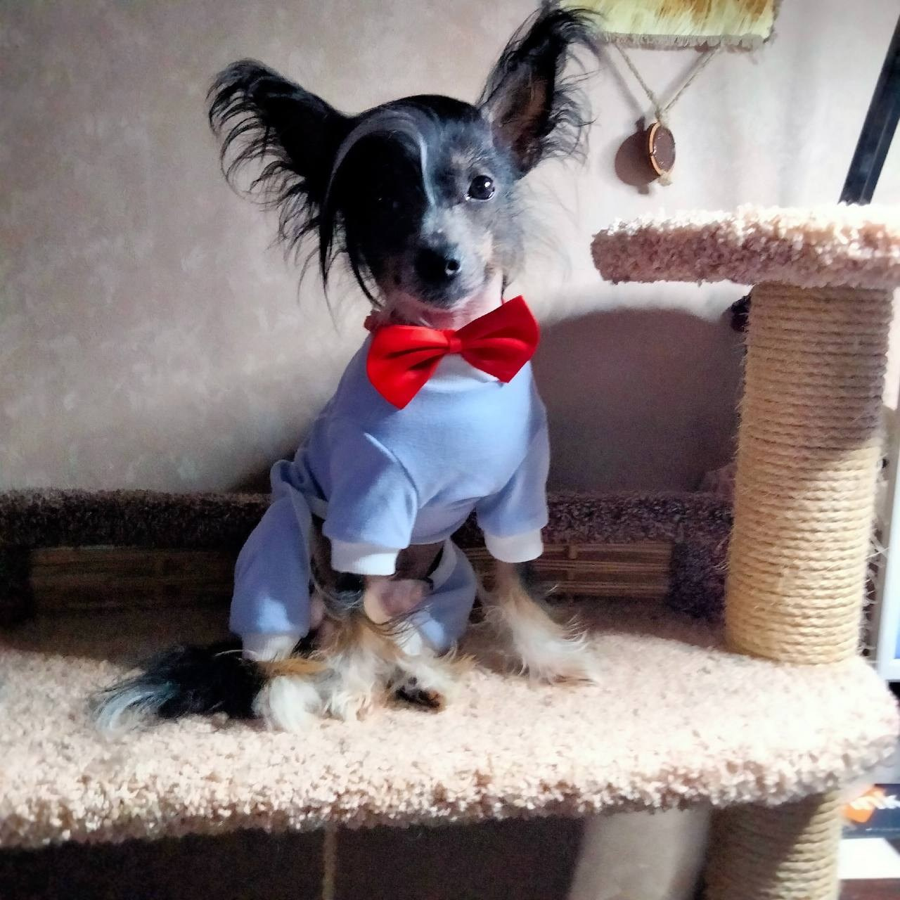 Poale Ell Vinsent. Chinese Crested Dog Kennel Poale Ell