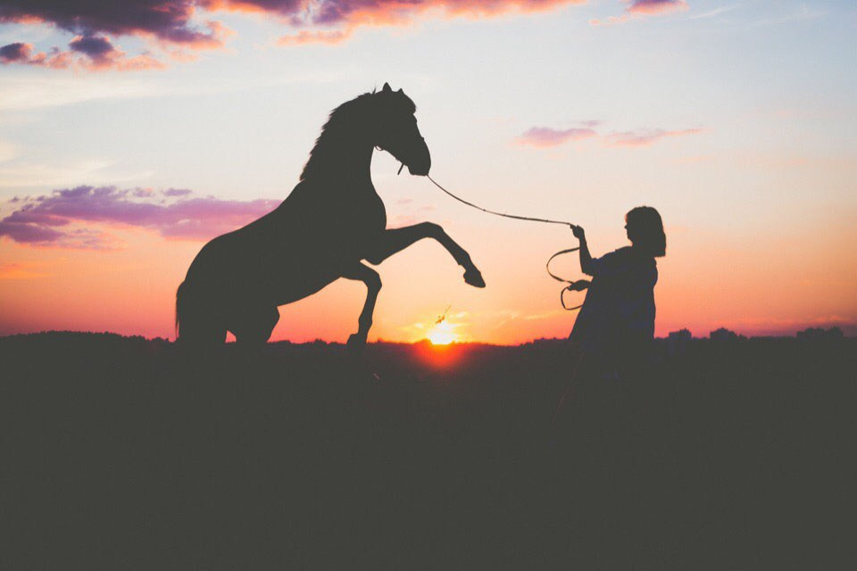 Фотосессия с лошадью, с лошадьми, лошади, силуэт, тень