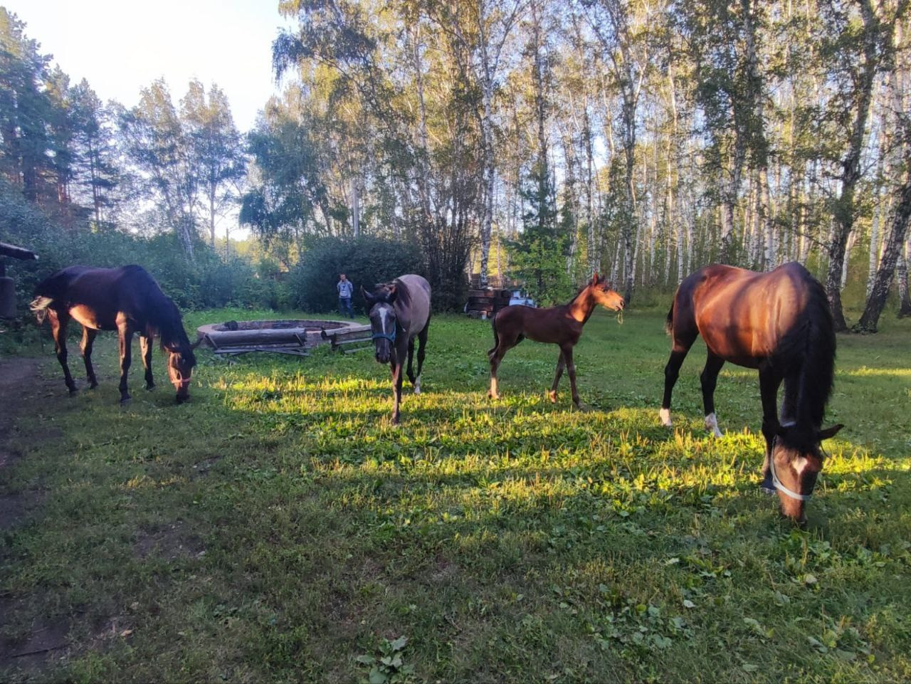 Фото наших лошадок. Конные прогулки в клубе «Анкор» — Омск