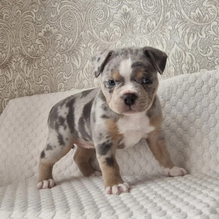 Щенки Американский булли. ПИТОМНИК СОБАК ПОРОДЫ АМЕРИКАНСКИЙ БУЛЛИ