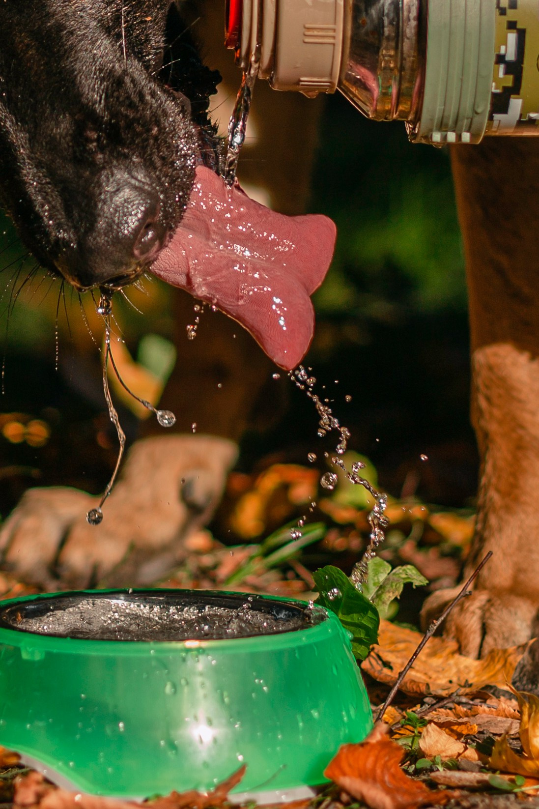 Илай. Фотограф-анималист Татьяна Степанова