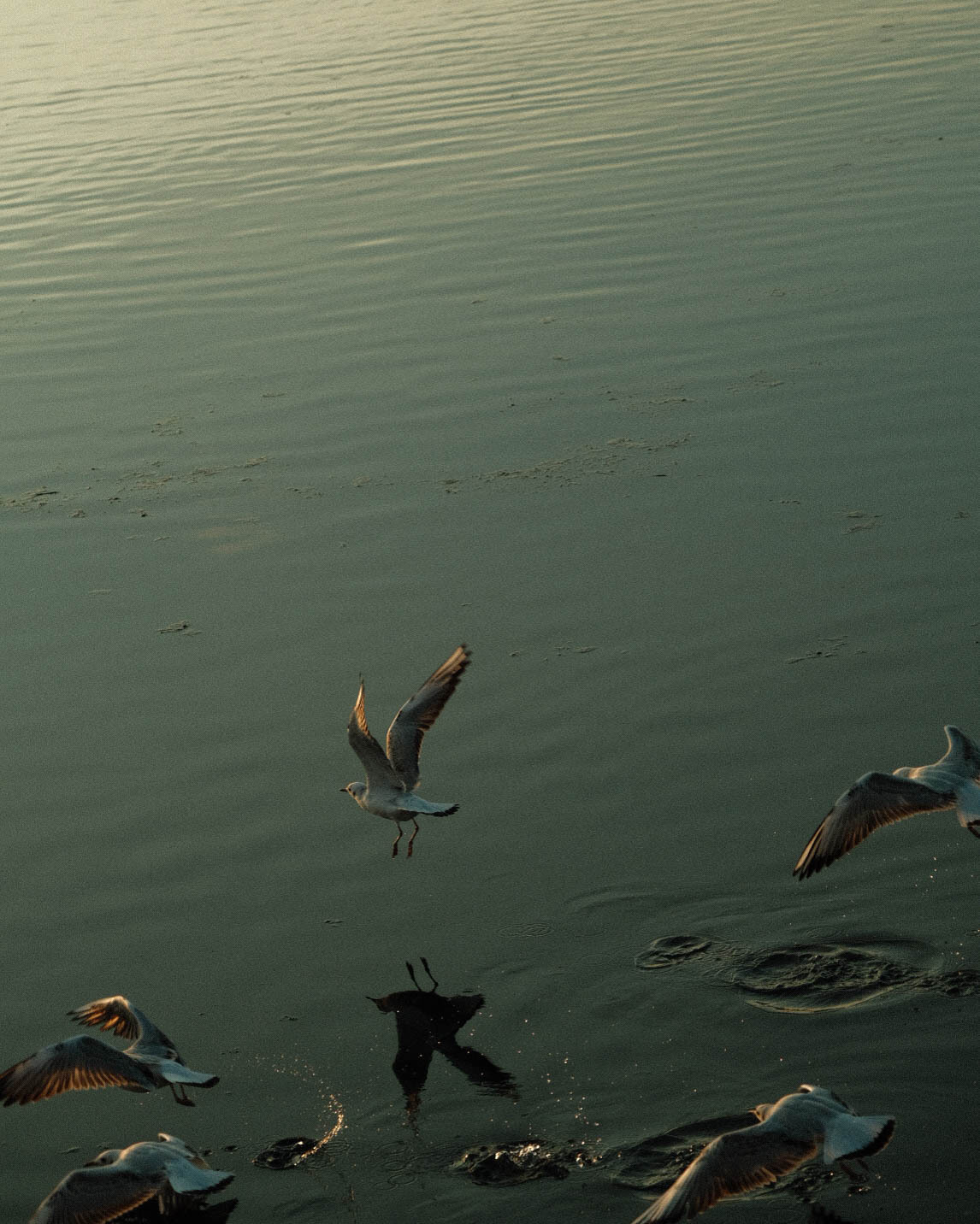 птицы на воде