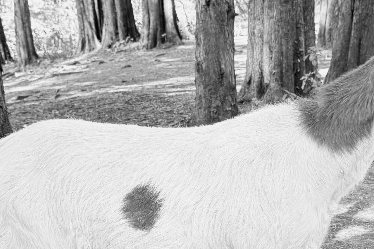 Фотопроект «ФЭТ: Фотография, Эстетика, Творчество»