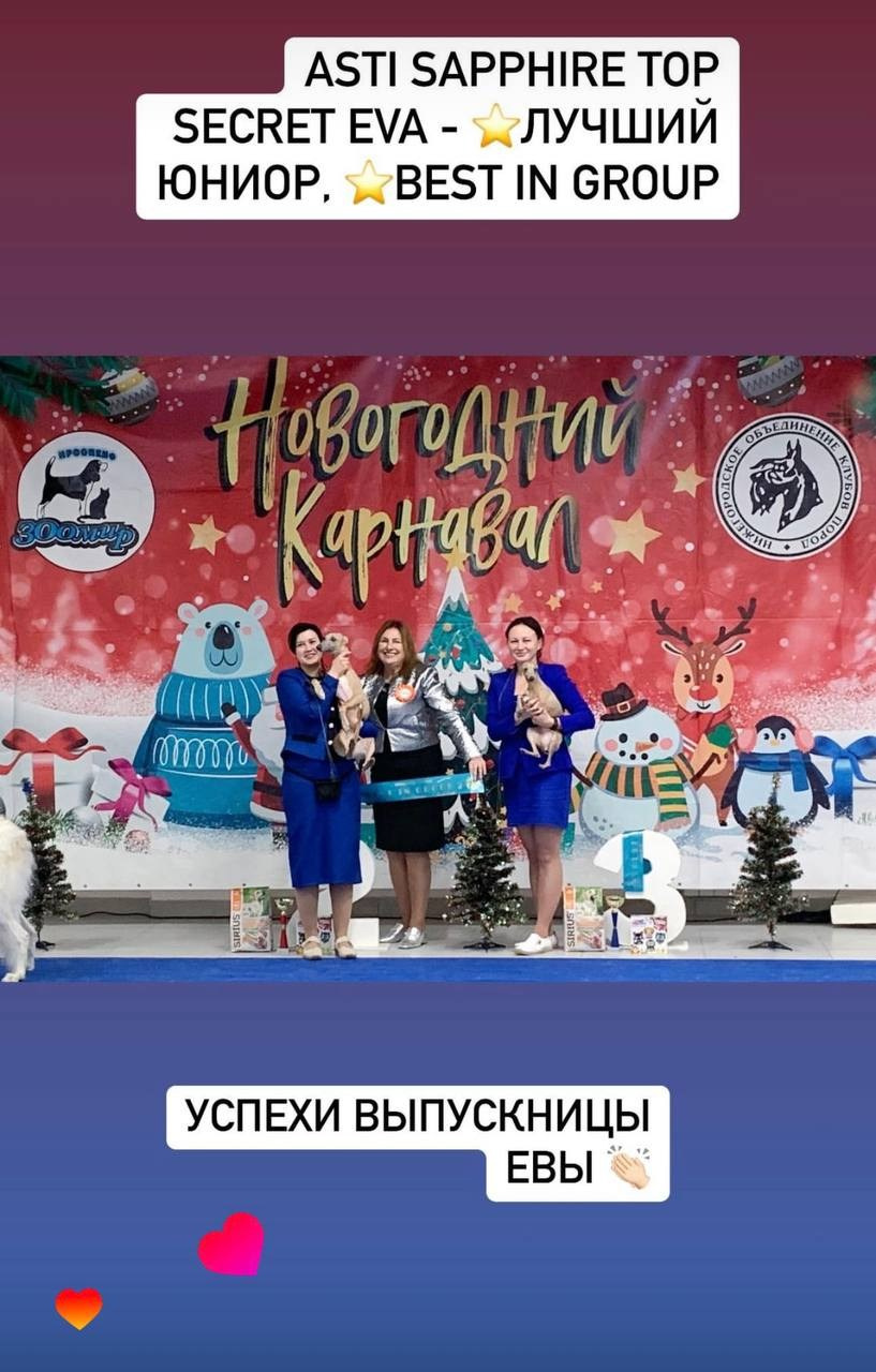 Выпускники ЧЕМПИОНЫ. Профессиональный питомник левреток РКФ/FCI ASTI SAPPHIRE 💎 Сочи|Санкт-Петербург