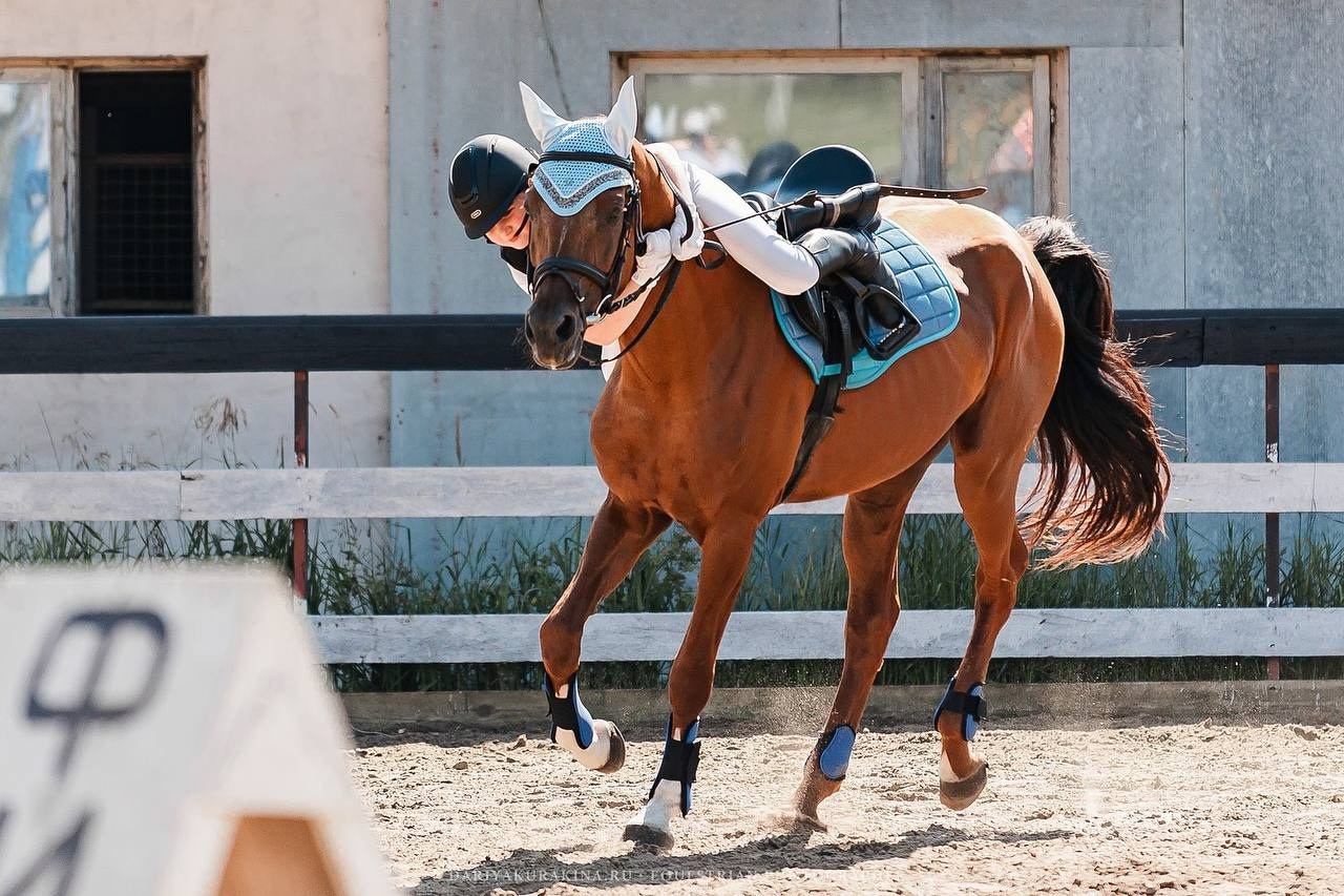 ЛЕТНИЙ КУБОК КСК «СОЗВЕЗДИЕ» по КОНКУРУ. Конный фотограф Куракина Дарья • Фотосессии с лошадьми
