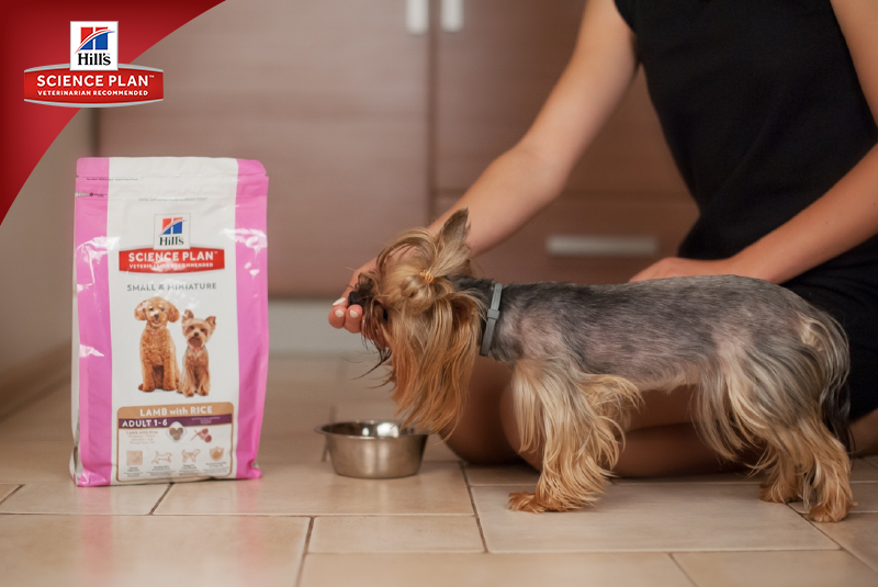 Фотосъёмка для компании Hill`s (2017, перенос со старого сайта). Фотограф собак, фотограф-анималист Аня Титова (Titanya). Москва