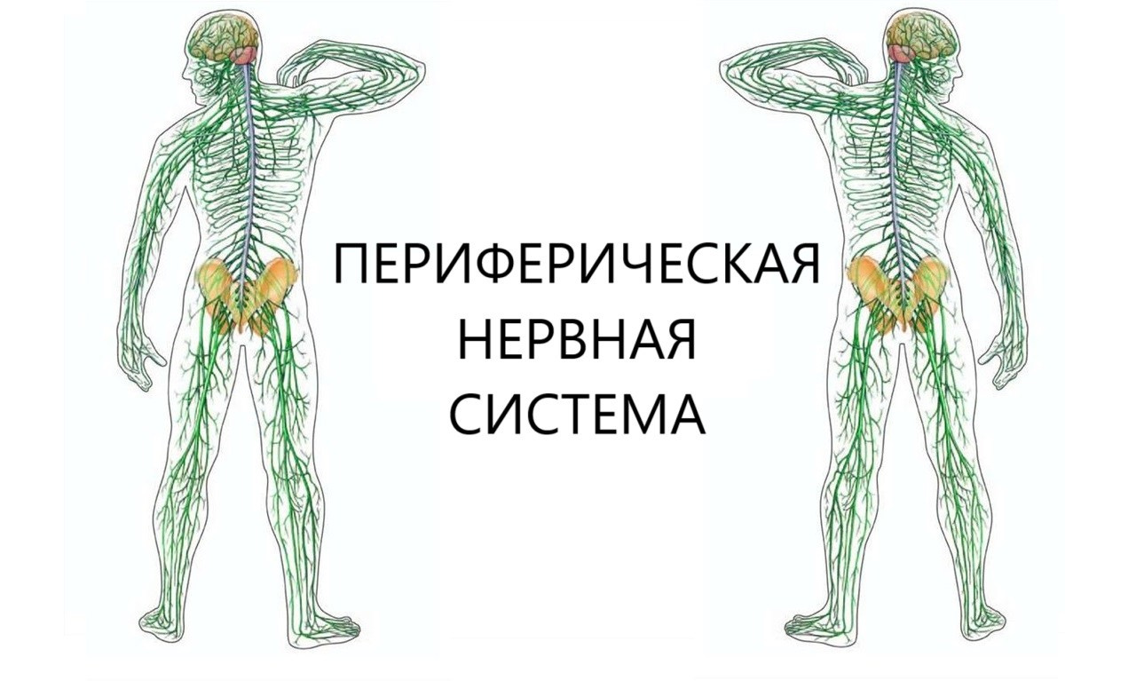 Готовые курсы приема продукции компании Сово-Сова. Сово-Сово — Омоложение и оздоровление!