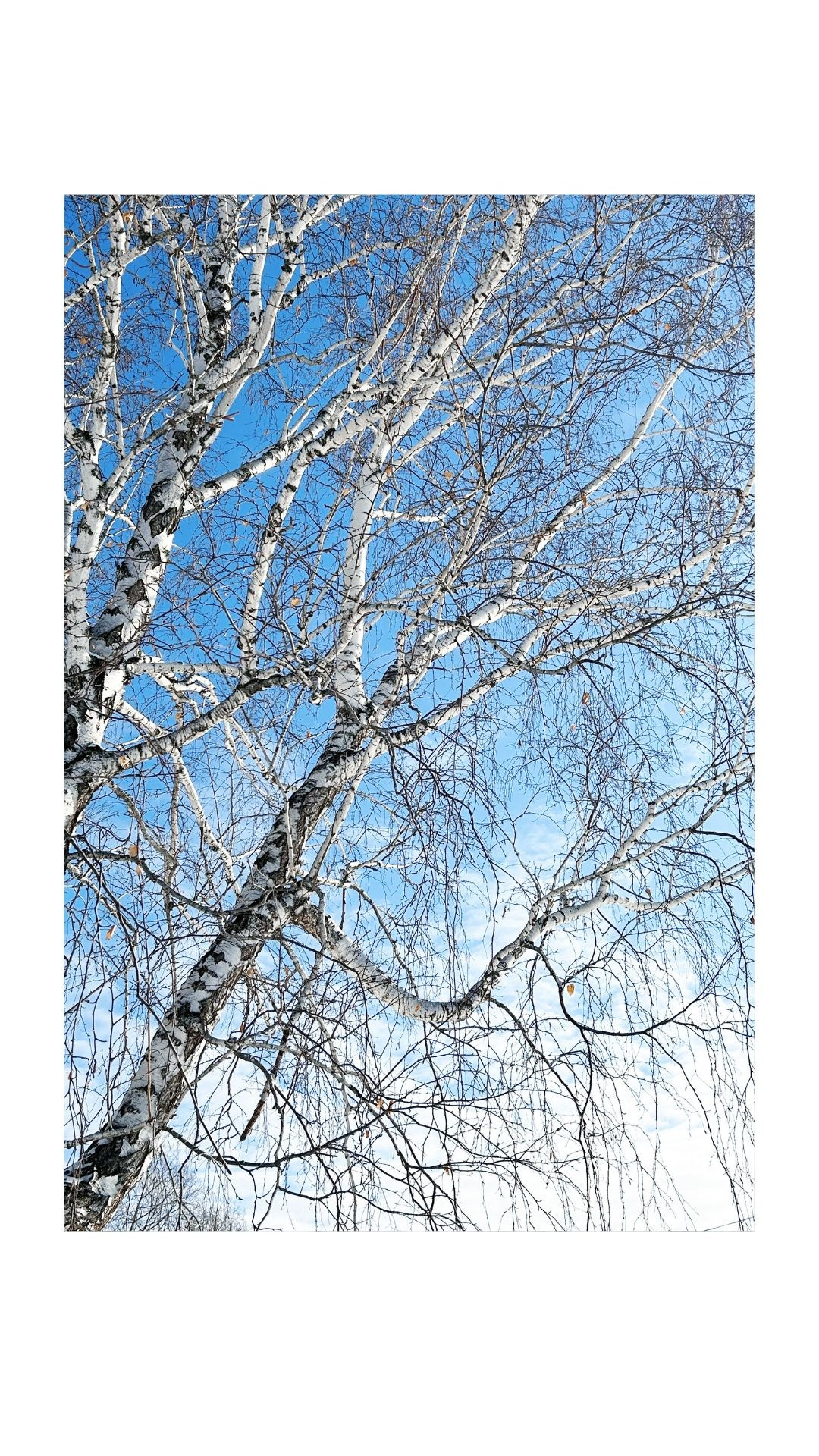 Зима по-сибирски. Главная