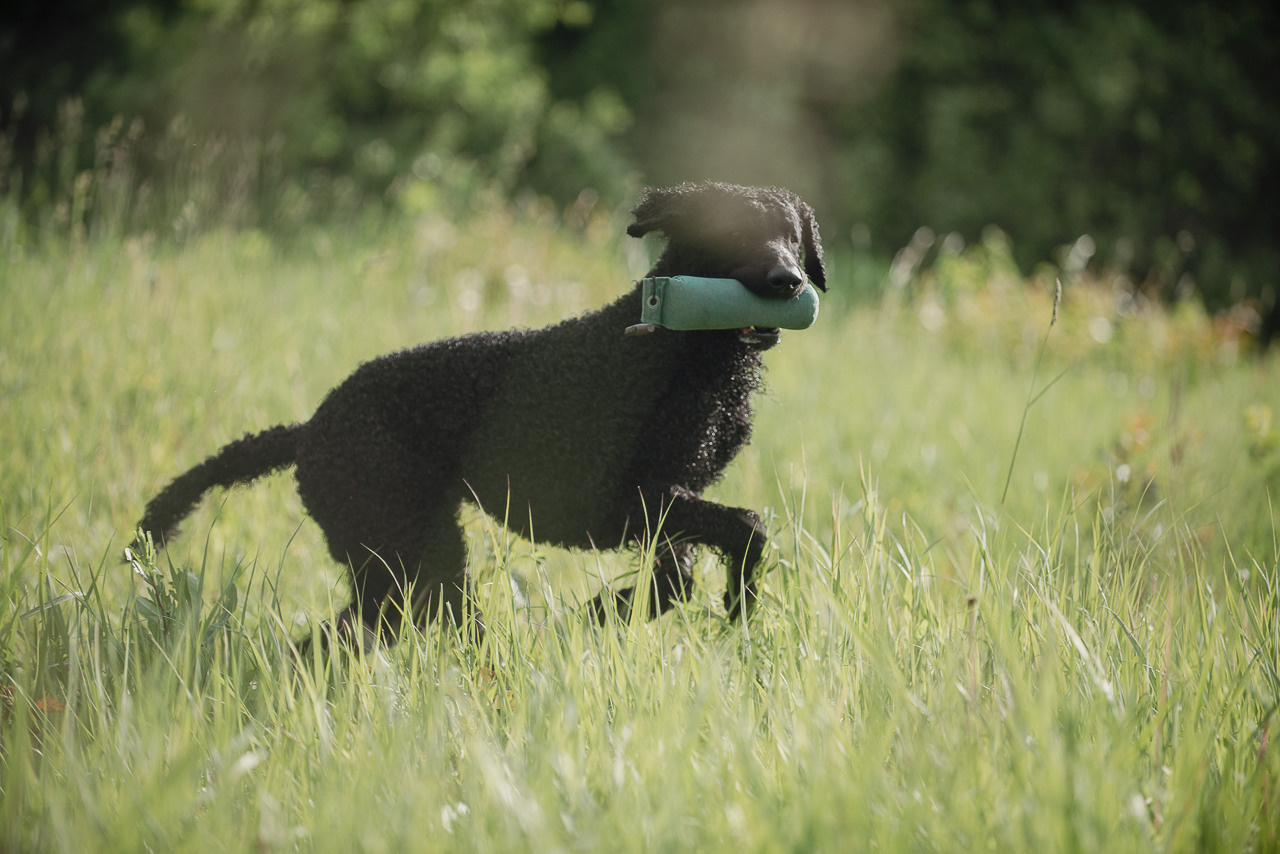 Несертификатный воркинг тест Школы Шмеля, 10 июня 2023. Фотограф-анималист Наталья Светличная