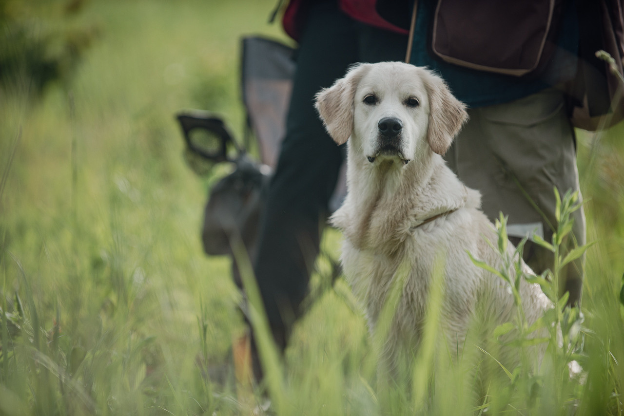 Несертификатный воркинг тест Школы Шмеля, 10 июня 2023. Фотограф-анималист Наталья Светличная