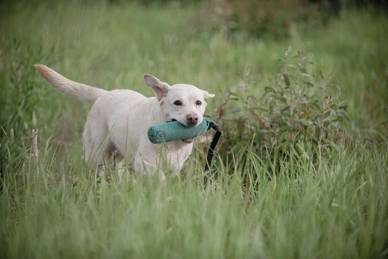 Несертификатный воркинг тест Школы Шмеля, 10 июня 2023. Фотограф-анималист Наталья Светличная