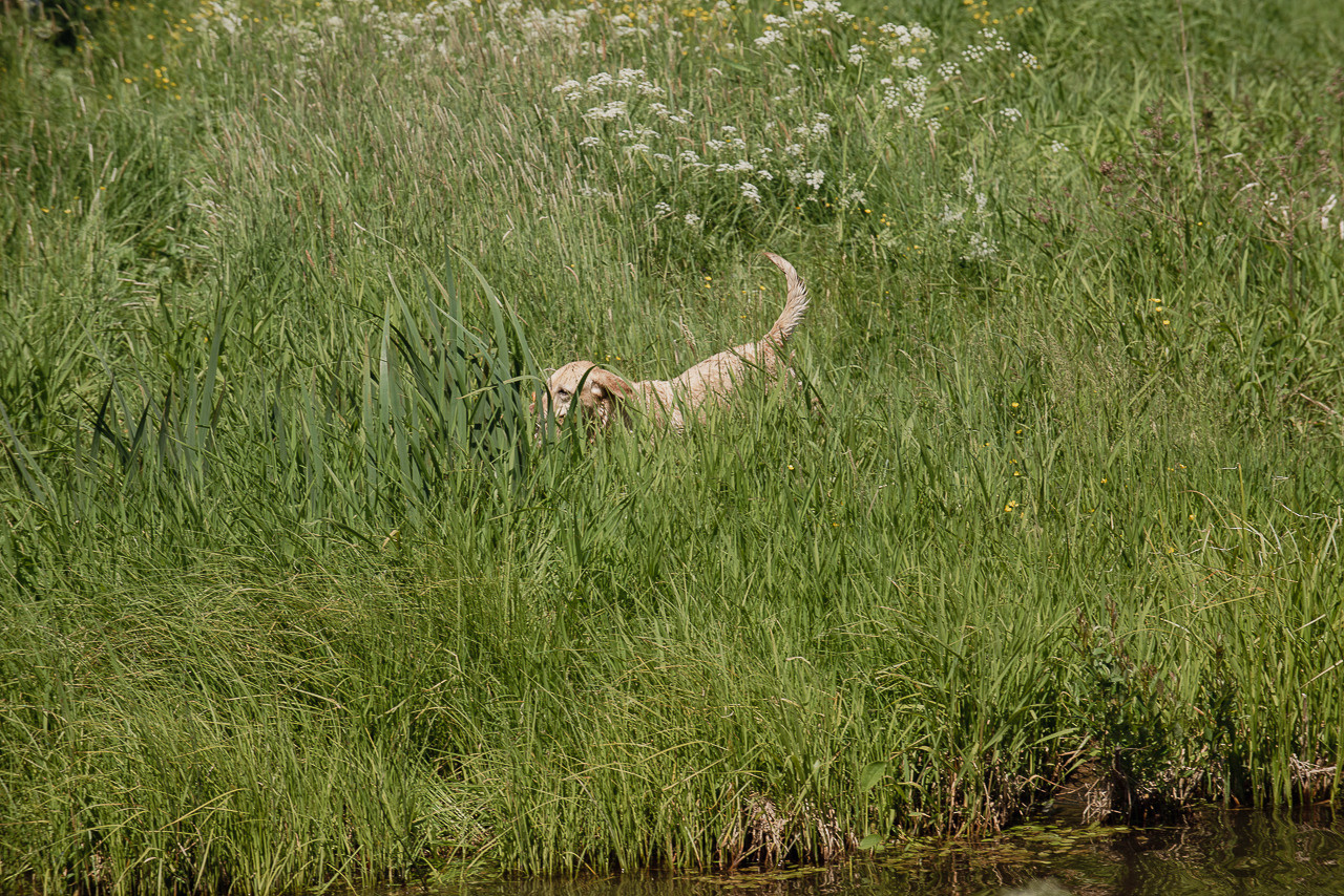 Испытания МОО «Школа Шмеля» 11 июня 2023. Фотограф-анималист Наталья Светличная