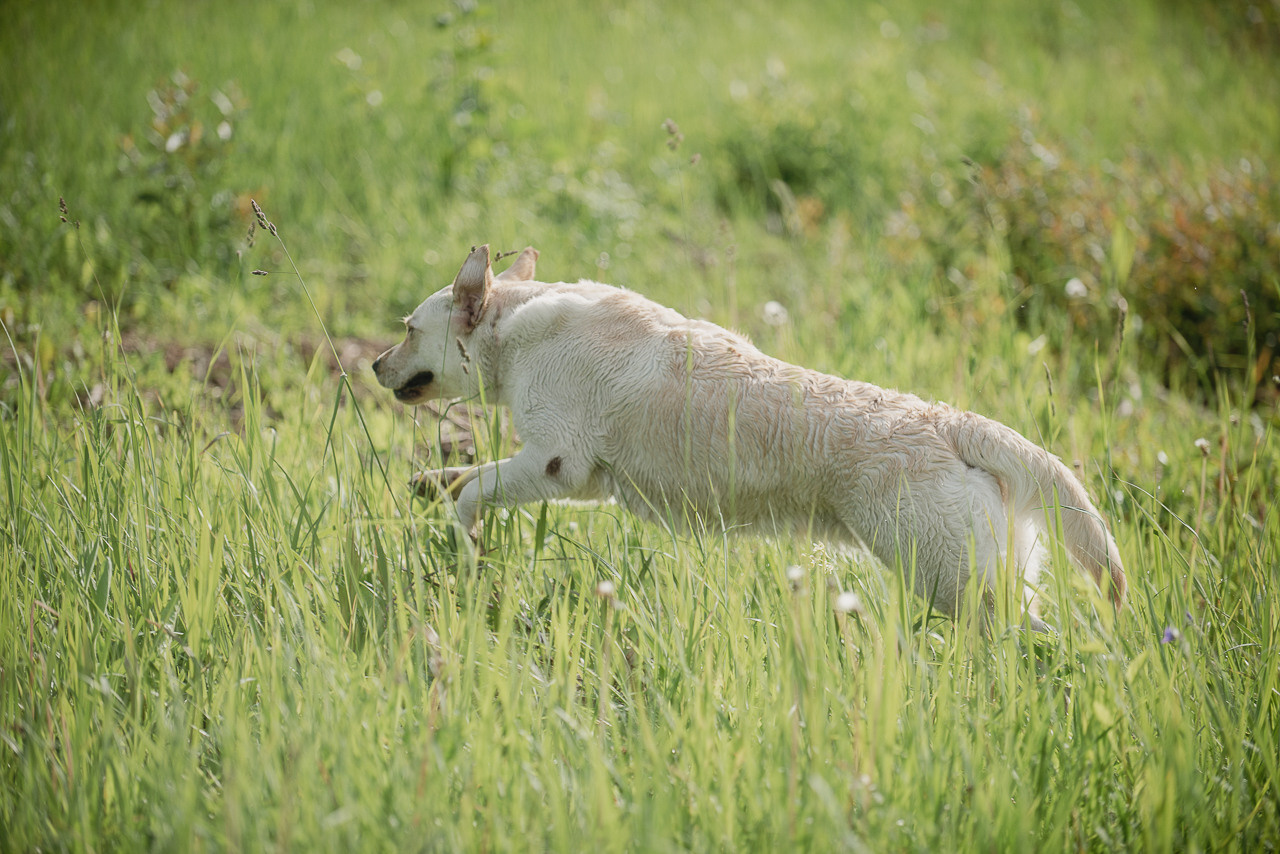 Несертификатный воркинг тест Школы Шмеля, 10 июня 2023. Фотограф-анималист Наталья Светличная