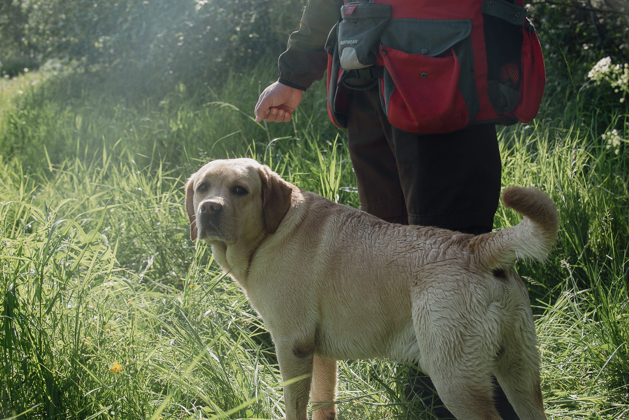 Испытания МОО «Школа Шмеля» 11 июня 2023. Фотограф-анималист Наталья Светличная