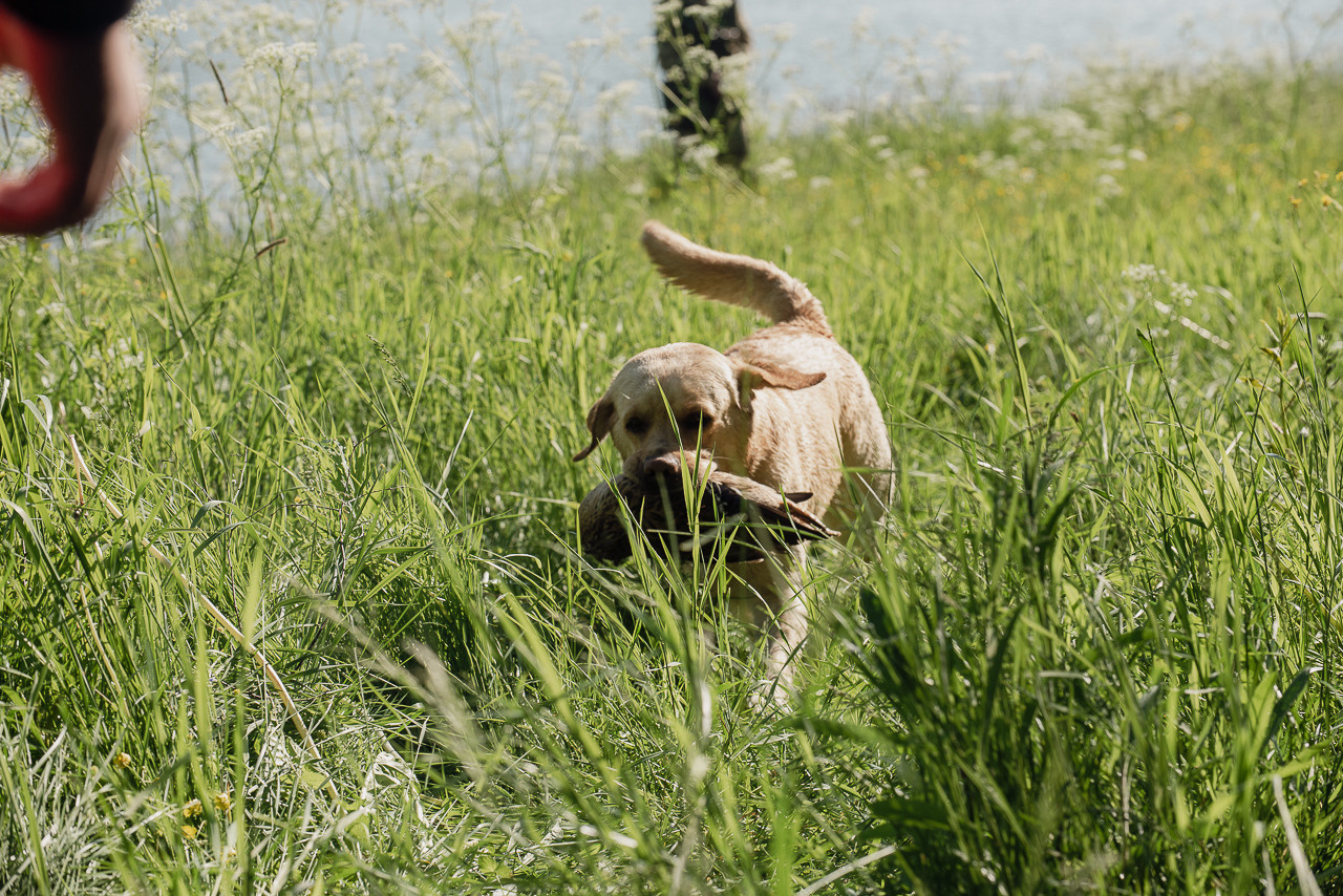 Испытания МОО «Школа Шмеля» 11 июня 2023. Фотограф-анималист Наталья Светличная