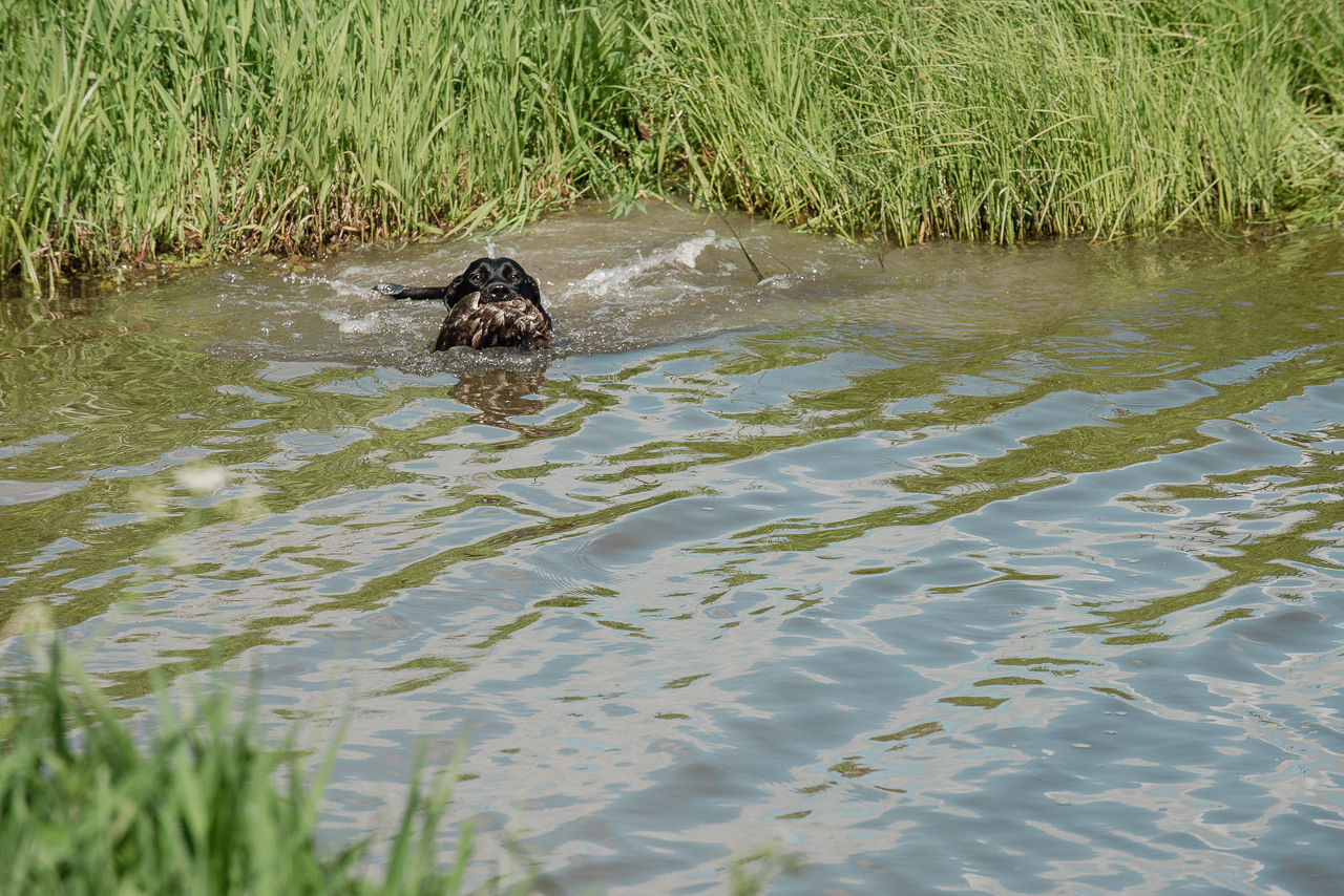 Испытания МОО «Школа Шмеля» 11 июня 2023. Фотограф-анималист Наталья Светличная
