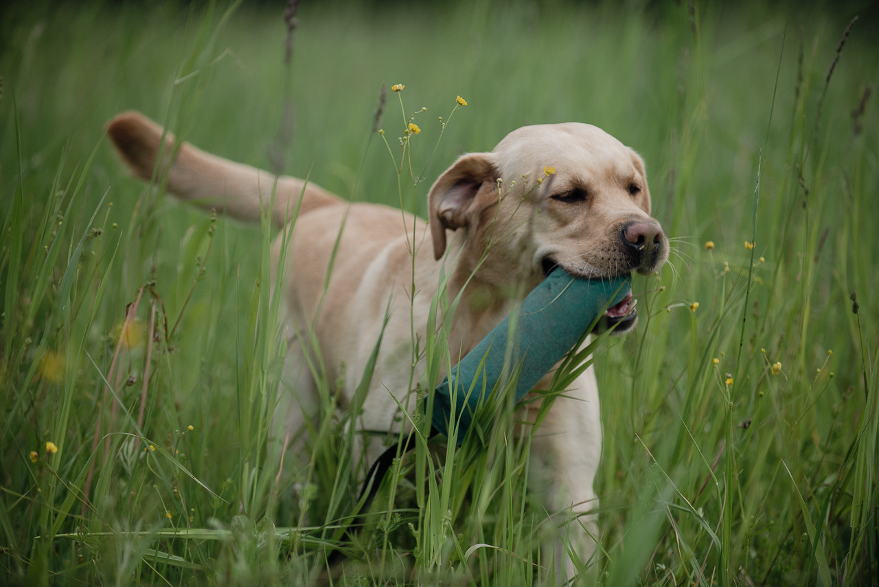 Несертификатный воркинг тест Школы Шмеля, 10 июня 2023. Фотограф-анималист Наталья Светличная
