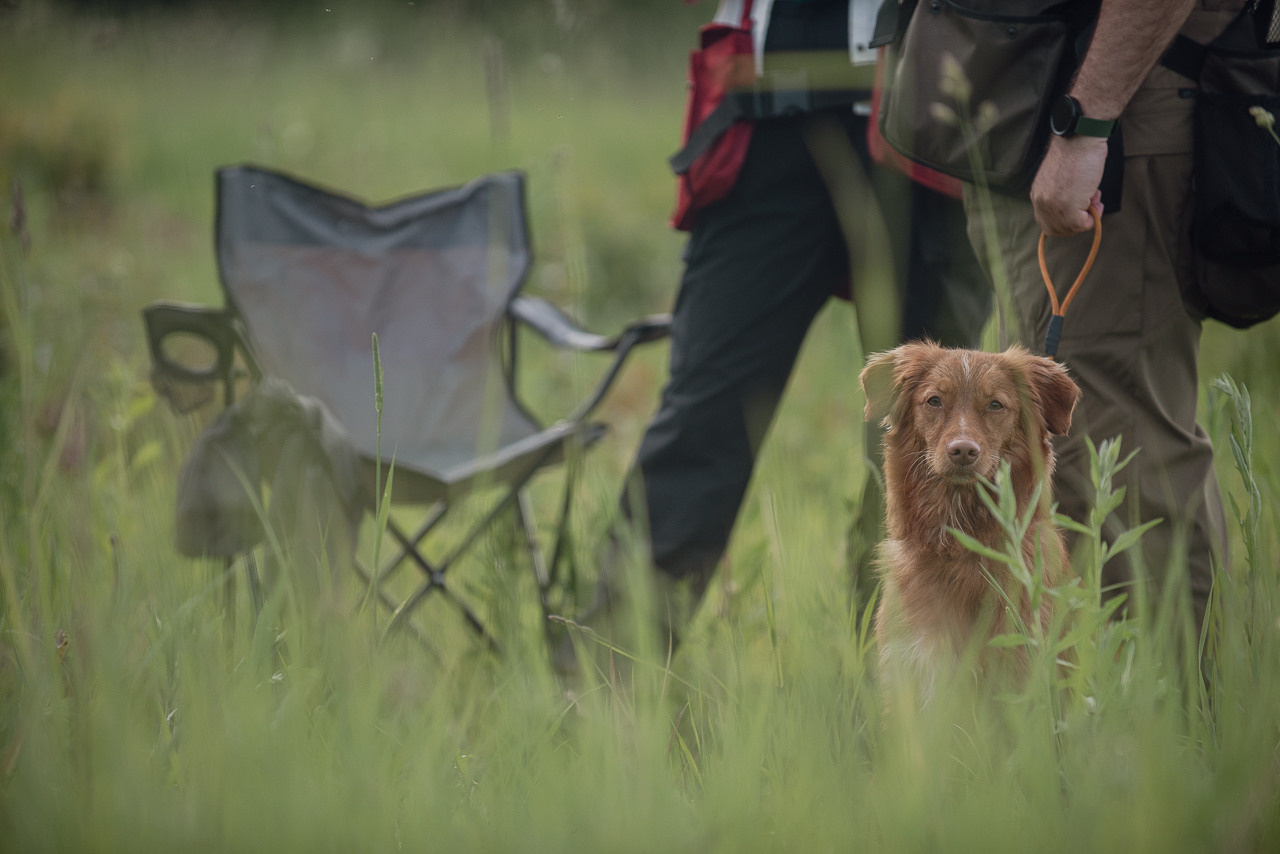 Несертификатный воркинг тест Школы Шмеля, 10 июня 2023. Фотограф-анималист Наталья Светличная