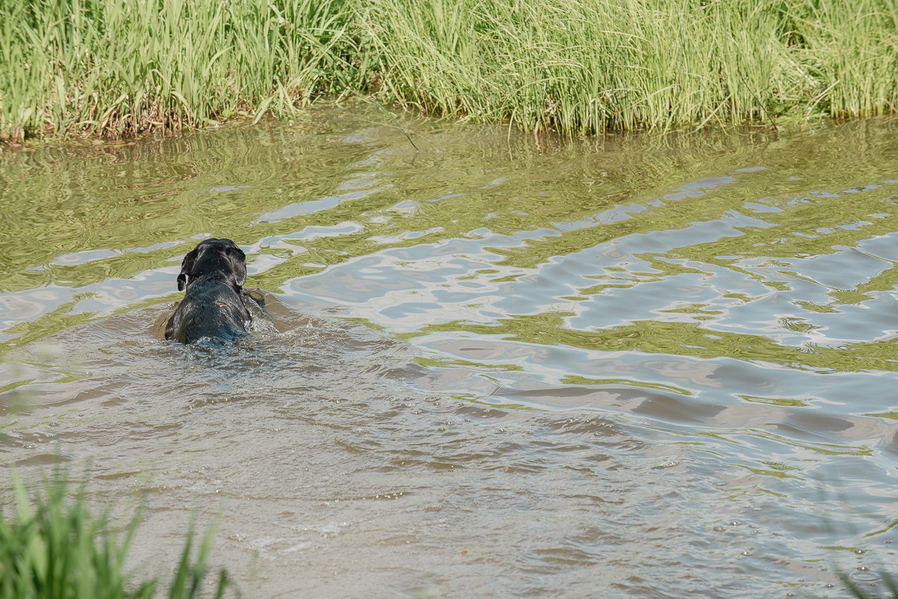 Испытания МОО «Школа Шмеля» 11 июня 2023. Фотограф-анималист Наталья Светличная