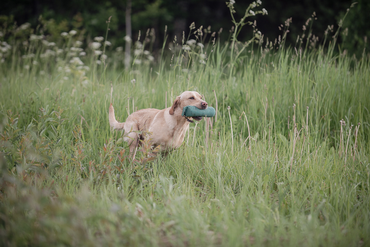 Несертификатный воркинг тест Школы Шмеля, 10 июня 2023. Фотограф-анималист Наталья Светличная