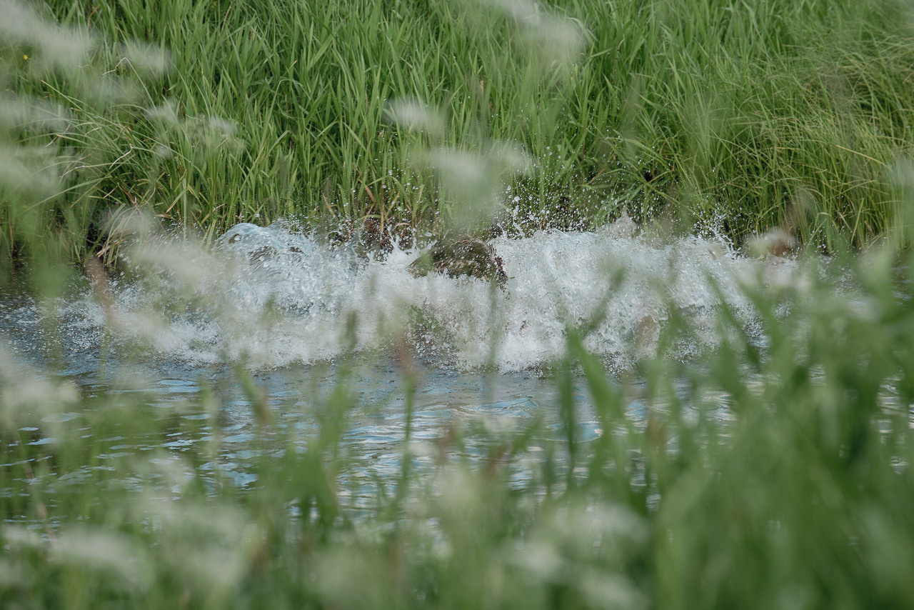 Испытания МОО «Школа Шмеля» 11 июня 2023. Фотограф-анималист Наталья Светличная