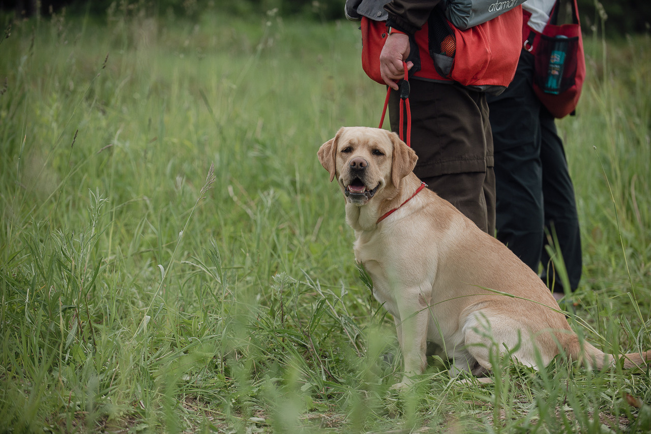 Несертификатный воркинг тест Школы Шмеля, 10 июня 2023. Фотограф-анималист Наталья Светличная
