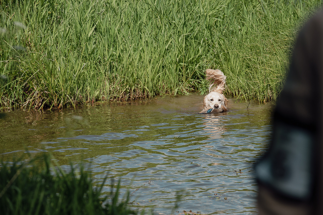 Испытания МОО «Школа Шмеля» 11 июня 2023. Фотограф-анималист Наталья Светличная
