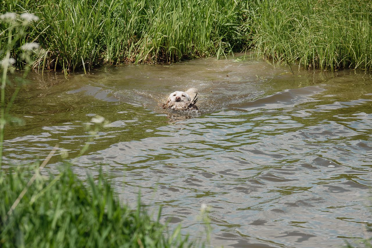 Испытания МОО «Школа Шмеля» 11 июня 2023. Фотограф-анималист Наталья Светличная