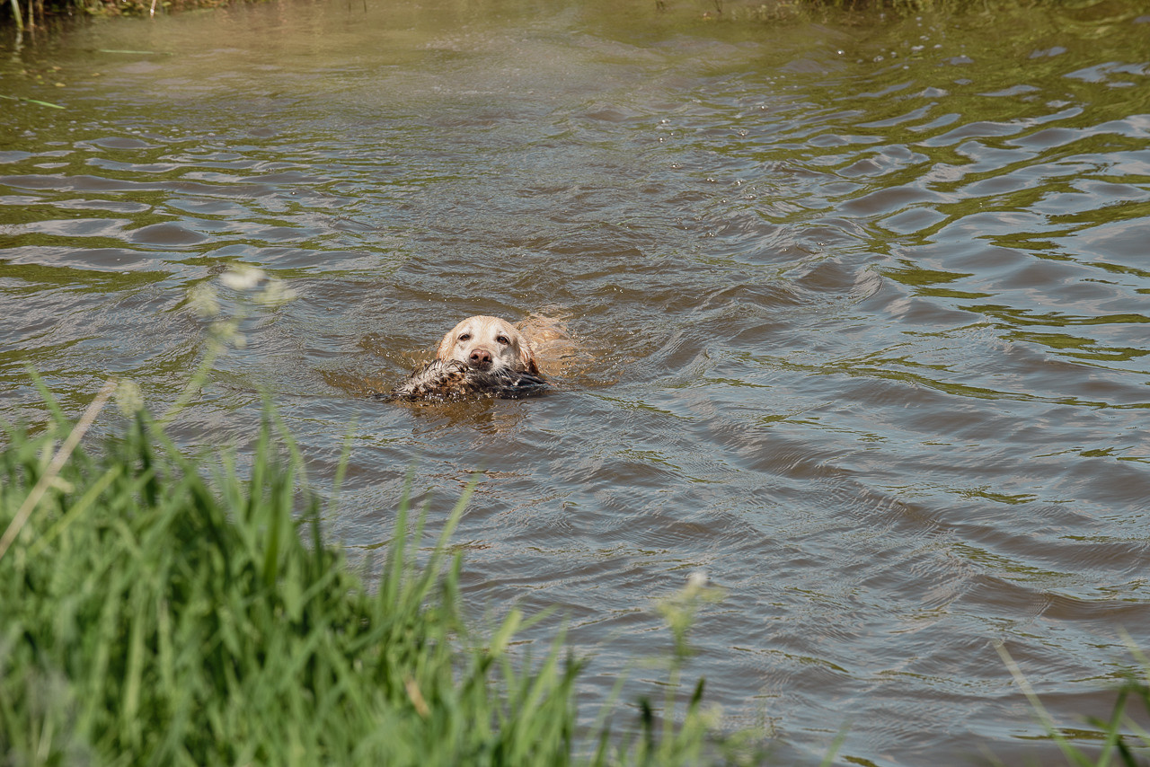 Испытания МОО «Школа Шмеля» 11 июня 2023. Фотограф-анималист Наталья Светличная