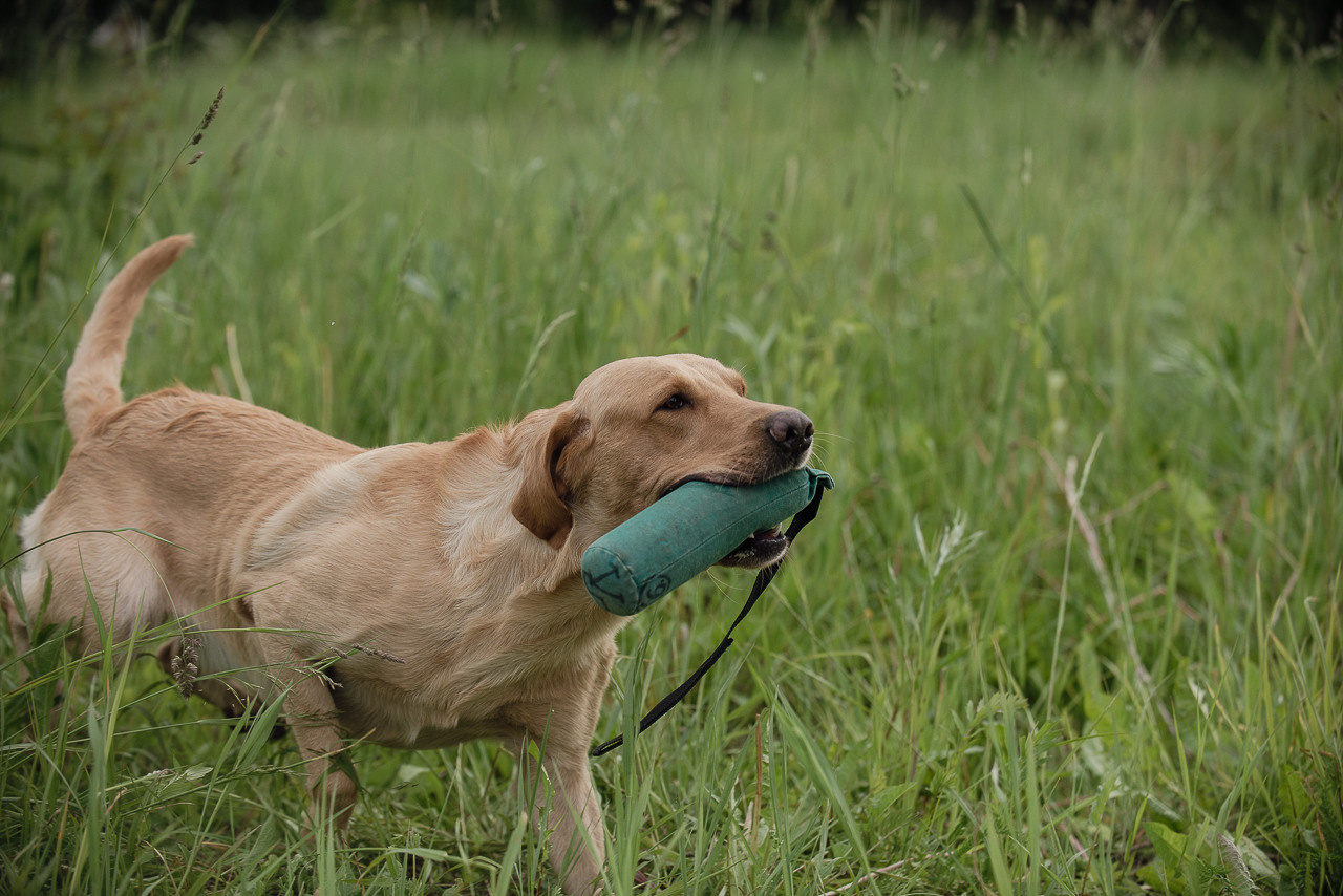 Несертификатный воркинг тест Школы Шмеля, 10 июня 2023. Фотограф-анималист Наталья Светличная