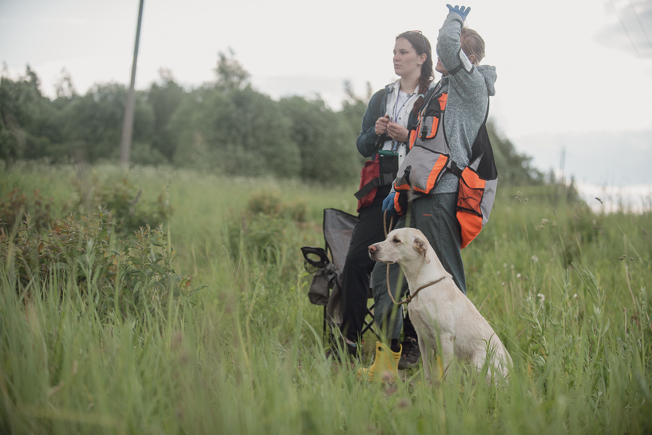Несертификатный воркинг тест Школы Шмеля, 10 июня 2023. Фотограф-анималист Наталья Светличная