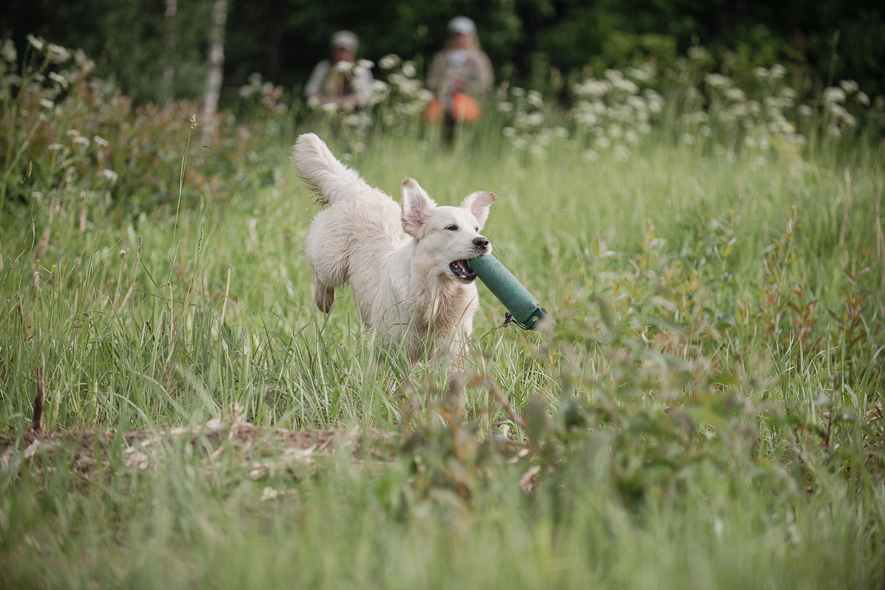 Несертификатный воркинг тест Школы Шмеля, 10 июня 2023. Фотограф-анималист Наталья Светличная