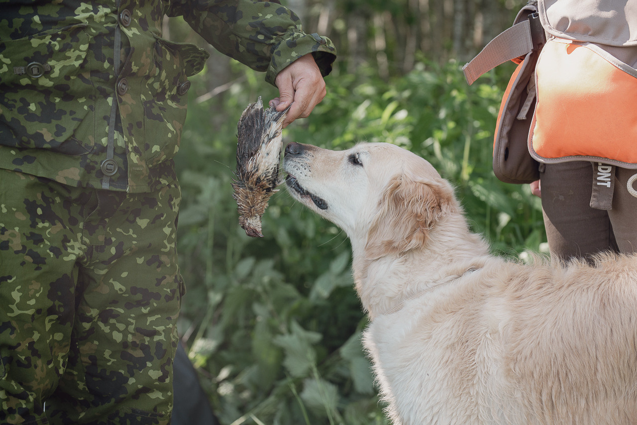 Испытания МОО «Школа Шмеля» 11 июня 2023. Фотограф-анималист Наталья Светличная
