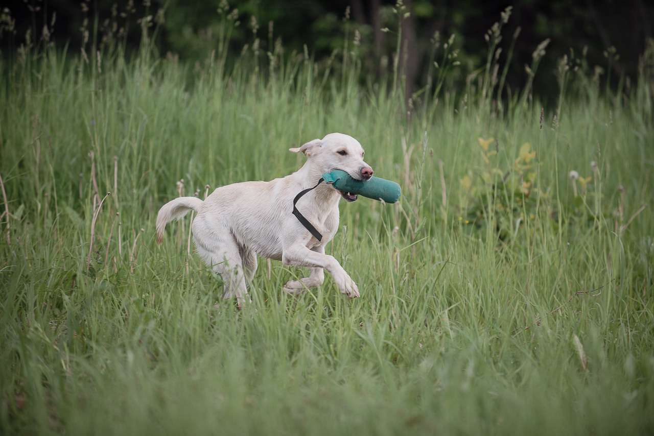 Несертификатный воркинг тест Школы Шмеля, 10 июня 2023. Фотограф-анималист Наталья Светличная