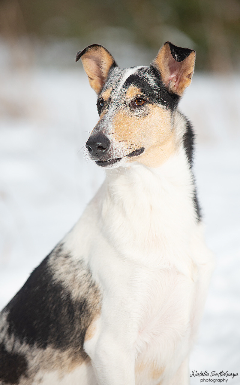 Гладкошерстная колли Саюри. Фотограф-анималист Наталья Светличная
