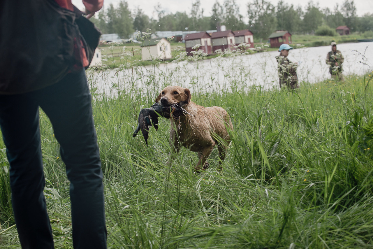 Испытания МОО «Школа Шмеля» 11 июня 2023. Фотограф-анималист Наталья Светличная