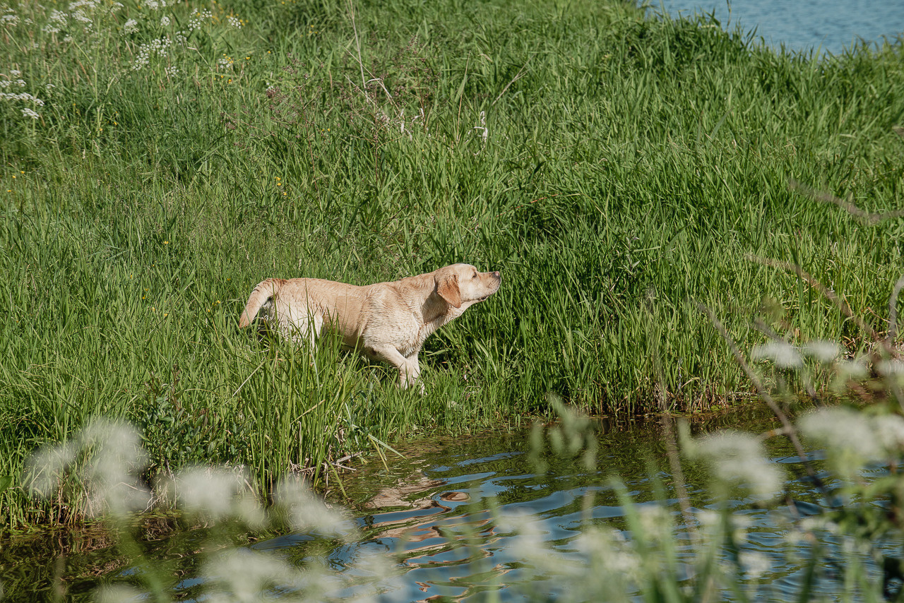 Испытания МОО «Школа Шмеля» 11 июня 2023. Фотограф-анималист Наталья Светличная