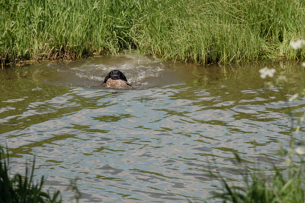 Испытания МОО «Школа Шмеля» 11 июня 2023. Фотограф-анималист Наталья Светличная