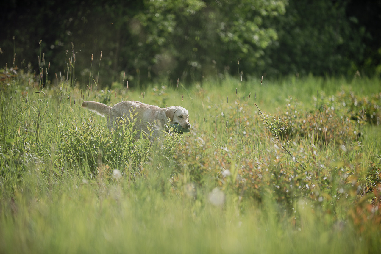 Несертификатный воркинг тест Школы Шмеля, 10 июня 2023. Фотограф-анималист Наталья Светличная