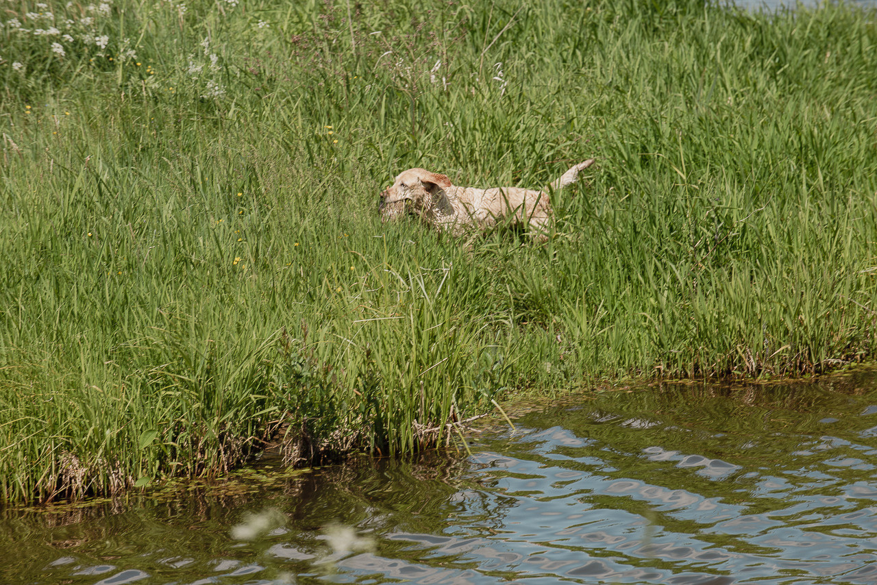 Испытания МОО «Школа Шмеля» 11 июня 2023. Фотограф-анималист Наталья Светличная