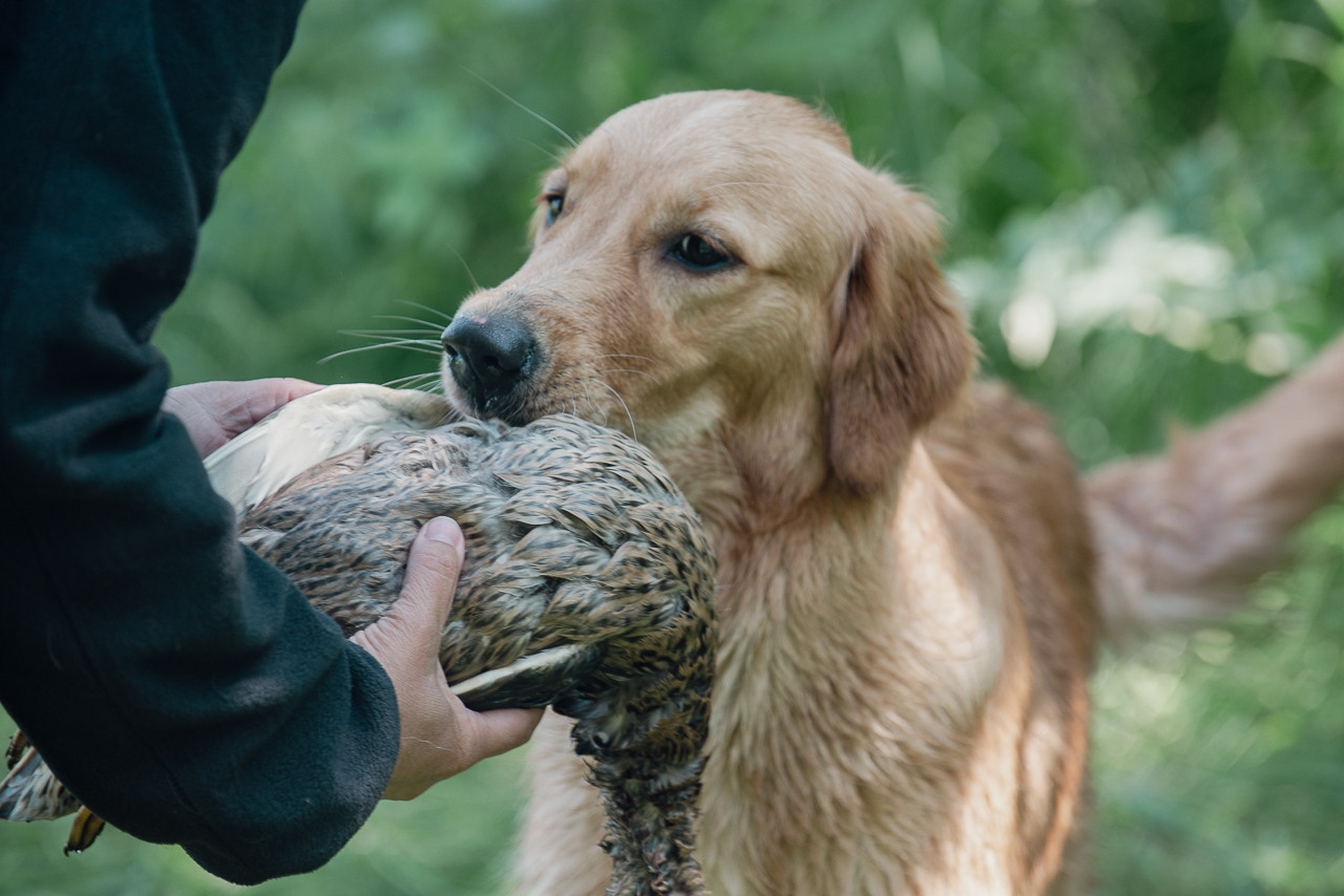 Испытания МОО «Школа Шмеля» 11 июня 2023. Фотограф-анималист Наталья Светличная