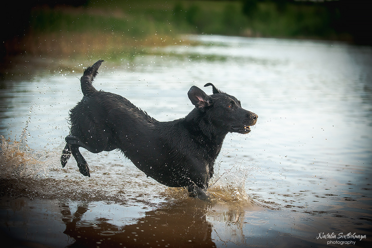 Никольские озера и ретриверы. Фотограф-анималист Наталья Светличная