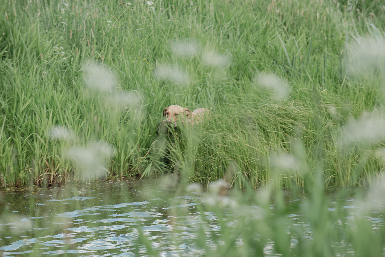 Испытания МОО «Школа Шмеля» 11 июня 2023. Фотограф-анималист Наталья Светличная