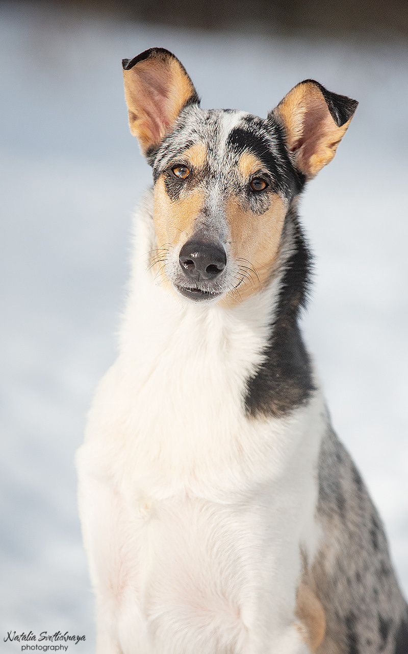 Гладкошерстная колли Саюри. Фотограф-анималист Наталья Светличная