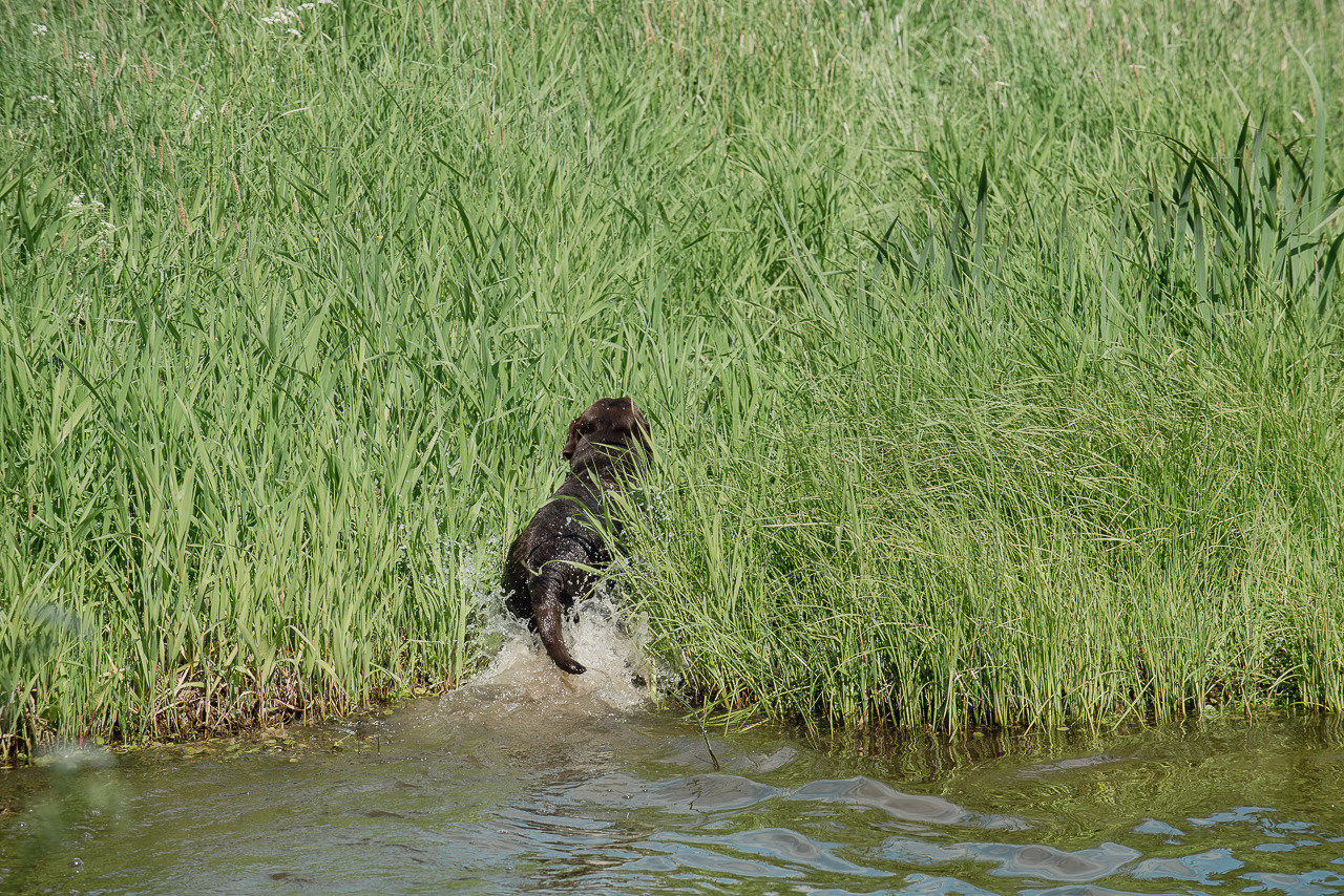Испытания МОО «Школа Шмеля» 11 июня 2023. Фотограф-анималист Наталья Светличная